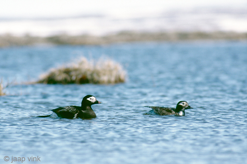 Long-tailed Duck - IJseend - Clangula hyemalis