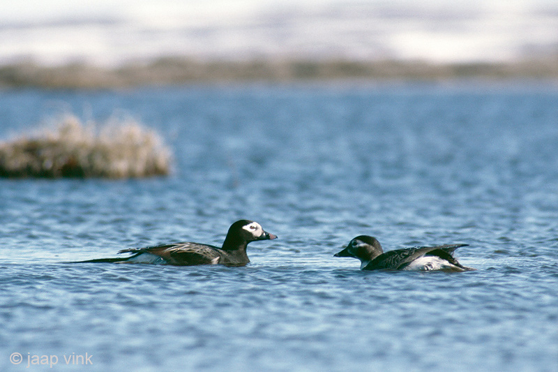 Long-tailed Duck - IJseend - Clangula hyemalis