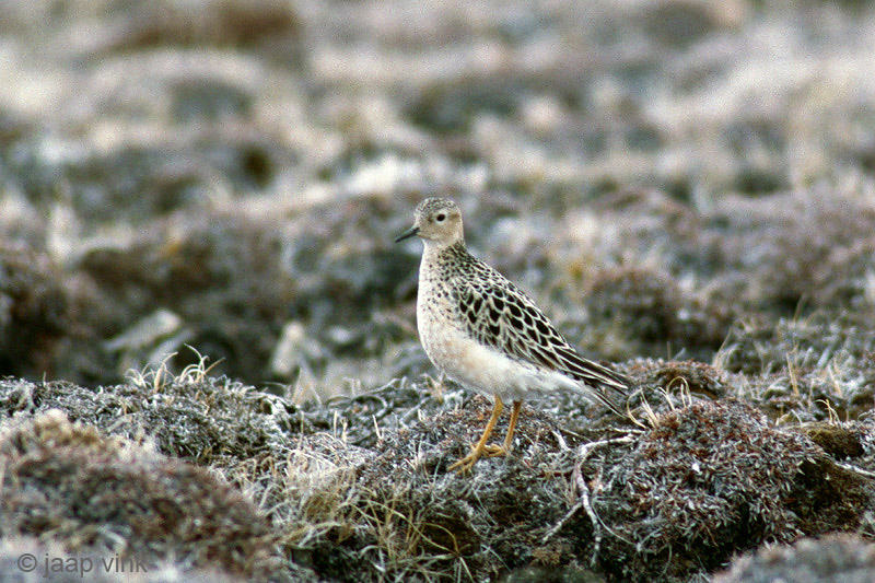 Buff-breasted Sandpiper - Blonde Ruiter - Tryngites subruficollis