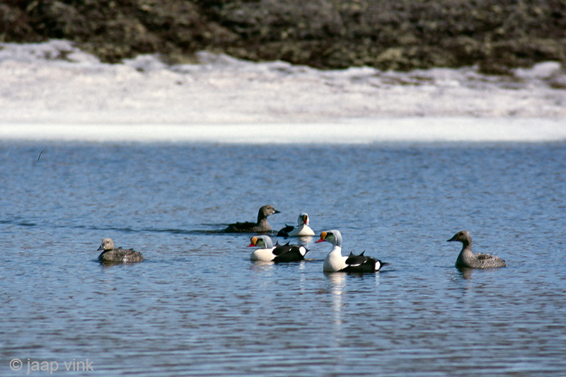 King Eider - Koningseider - Somateria spectabilis