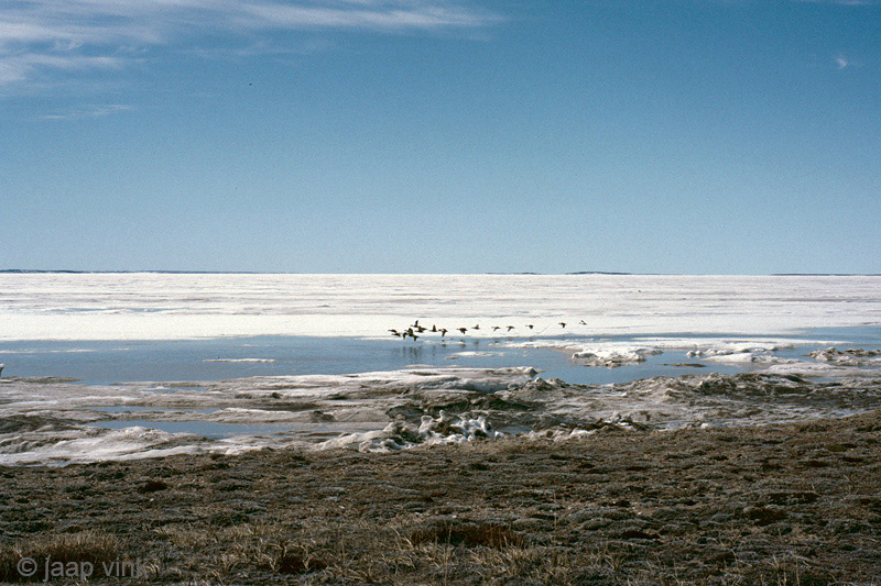 Migrating ducks along the coast of Dease Strait