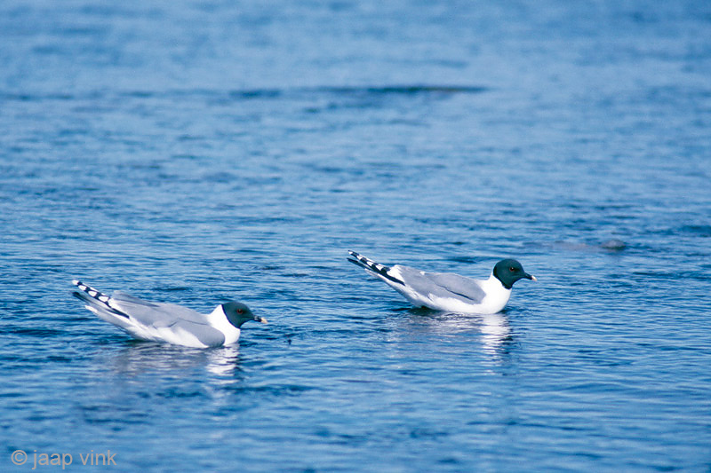 Sabines Gull - Vorkstaartmeeuw - Larus sabini