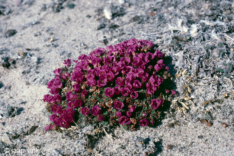 Purple Saxifraga - Zuiltjessteenbreek - Saxifraga oppositifolia
