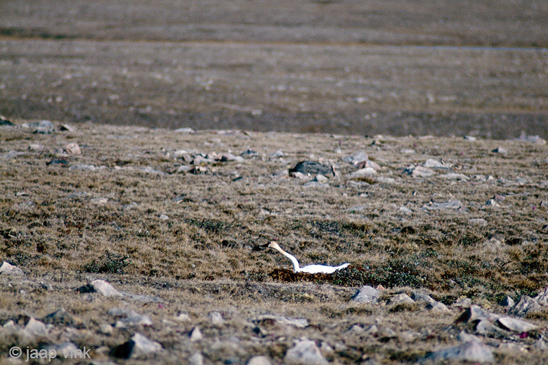 Tundra Swan - Fluitzwaan - Cygnus colombianus