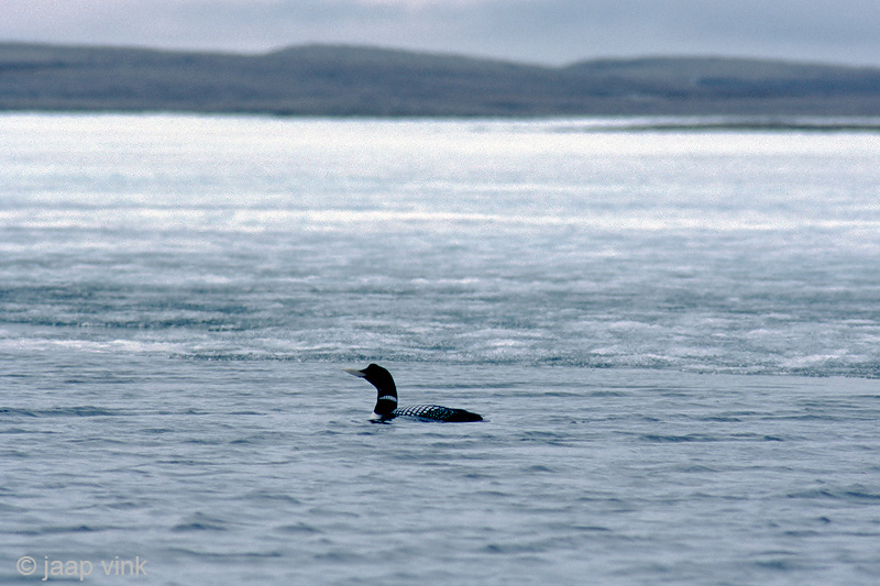 Yellow-billed Loon - Geelsnavelduiker - Gavia adamsii