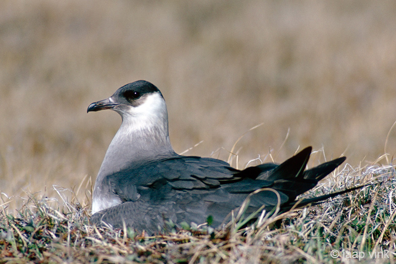 Parasitic Jaeger - Kleine Jager - Stercorarius parasiticus
