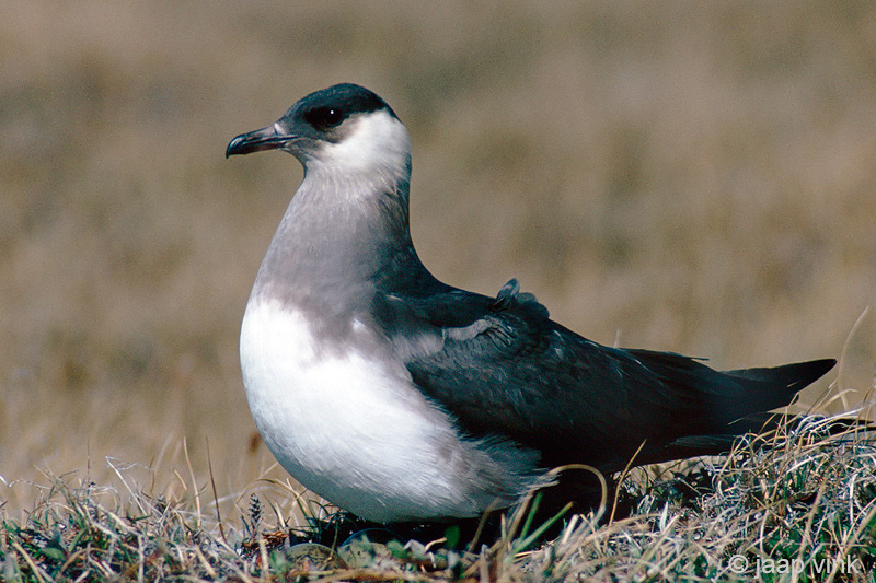 Parasitic Jaeger - Kleine Jager - Stercorarius parasiticus