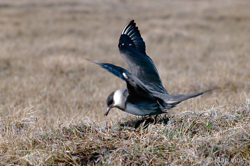 Parasitic Jaeger - Kleine Jager - Stercorarius parasiticus