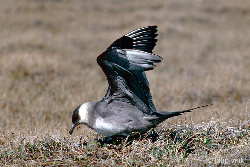 Parasitic Jaeger - Kleine Jager - Stercorarius parasiticus