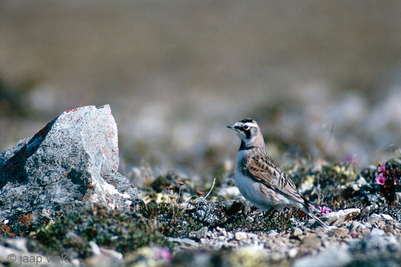 Horned Lark - Strandleeuwerik - Eremophila alpestris