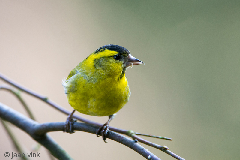 Eurasian Siskin - Sijs - Carduelis spinus