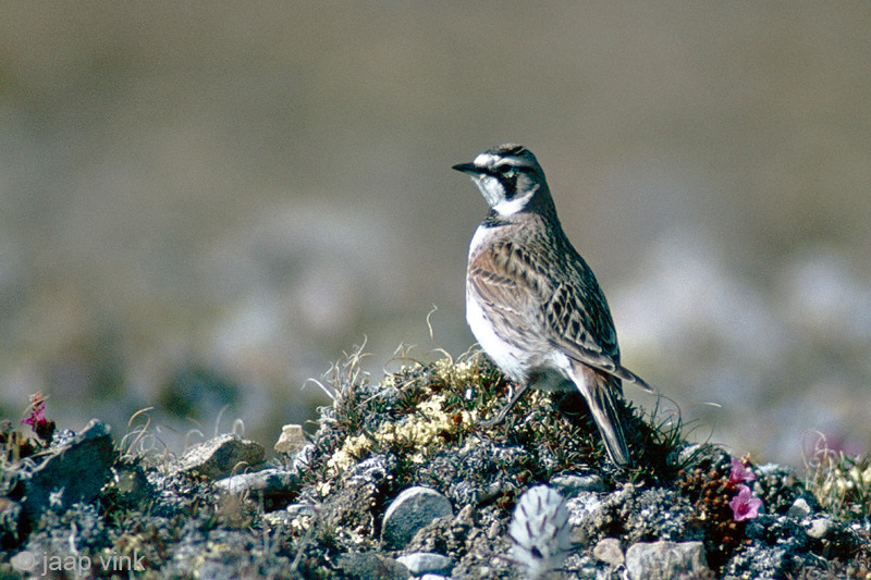 Horned Lark - Strandleeuwerik - Eremophila alpestris