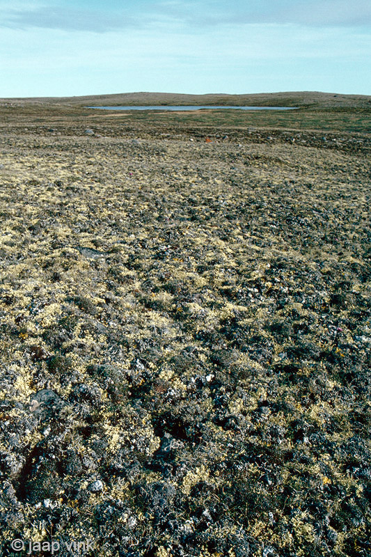 Tundra south of Mount Pelly - Toendra ten zuiden van Mount Pelly