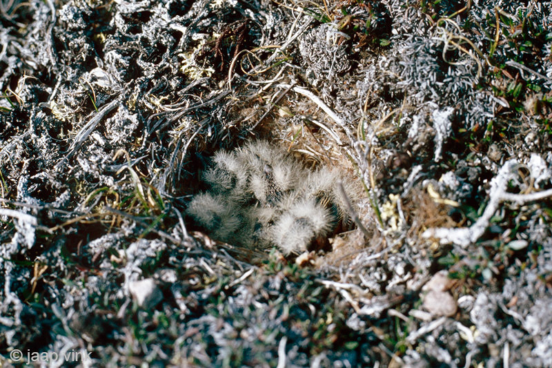 Lapland Bunting - IJsgors - Calcarius lapponicus