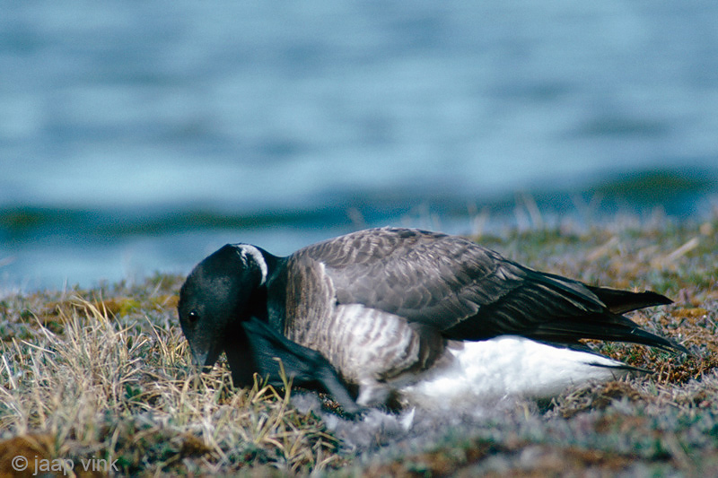 Black Brant - Zwarte Rotgans - Branta bernicla nigricans