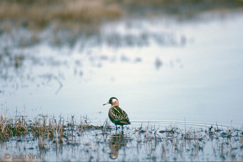Red Phalarope - Rosse Franjepoot -  Phalaropus fulicarius