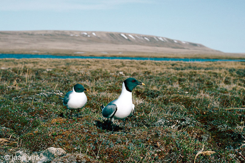 Sabines Gull - Vorkstaartmeeuw - Larus sabini