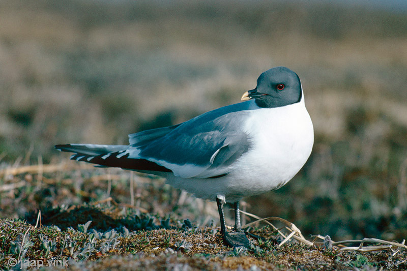 Sabines Gull - Vorkstaartmeeuw - Larus sabini