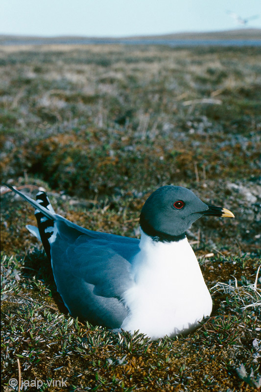 Sabines Gull - Vorkstaartmeeuw - Larus sabini