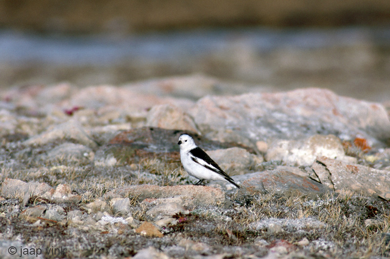 Snow Bunting - Sneeuwgors - Plectrophenax nivalis
