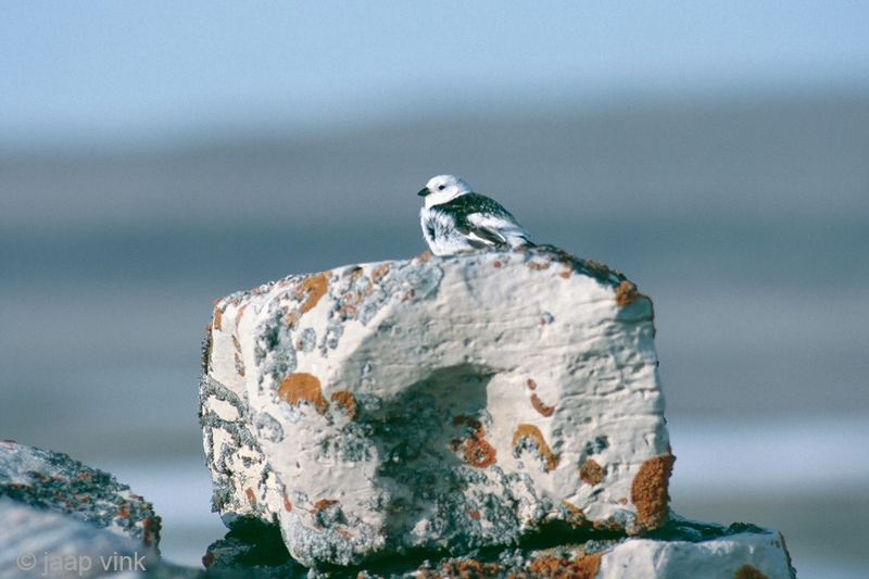 Snow Bunting - Sneeuwgors - Plectrophenax nivalis