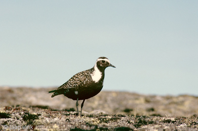 American Golden-Plover - Amerikaanse Goudplevier - Pluvialis dominica