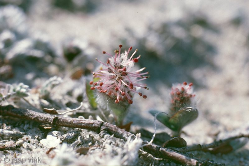 Arctic Willow - Arctische Wilg - Salix arctica