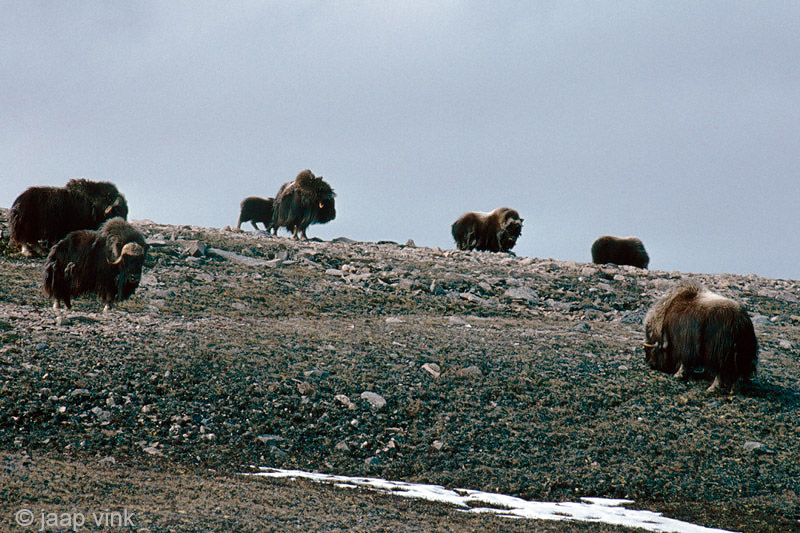 Muskox - Muskusos - Ovibos moschatus