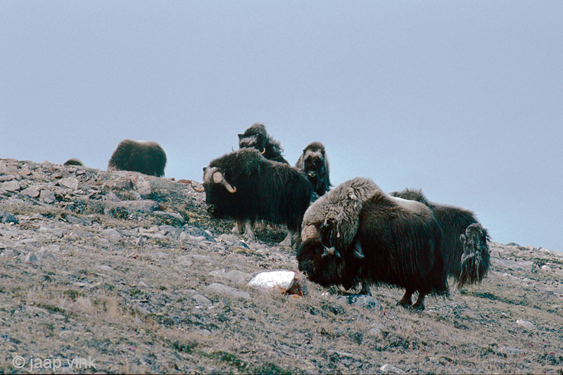 Muskox - Muskusos - Ovibos moschatus
