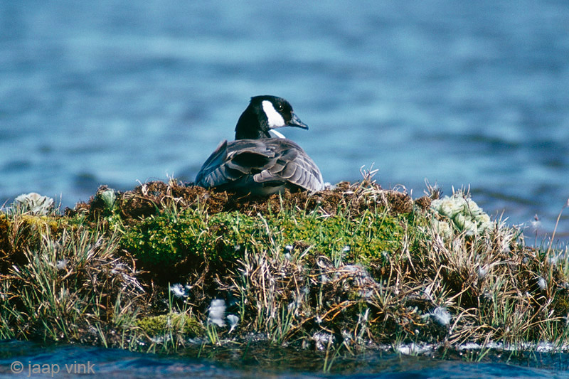 Cackling Goose - Kleine Canadese Gans - Branta hutchinsii