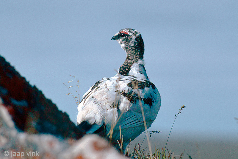 Rock Ptarmigan - Alpensneeuwhoen - Lagopus muta