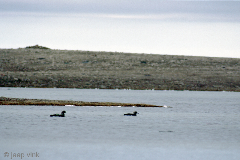 Pacific Loon - Pacifische Duiker - Gavia pacifica