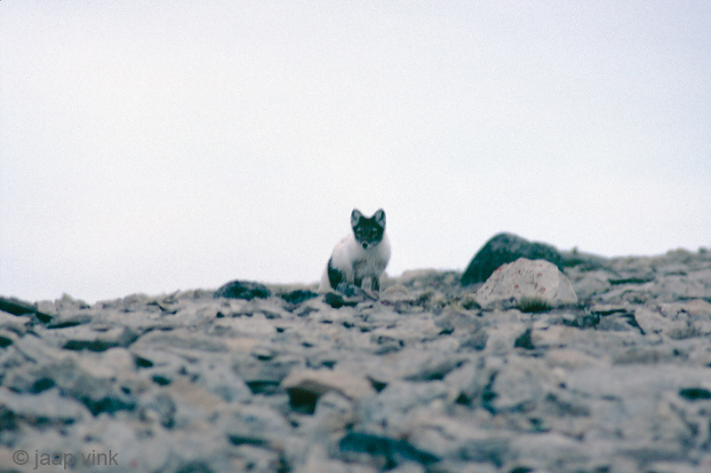 Arctic Fox - Poolvos - Alopex lagopus
