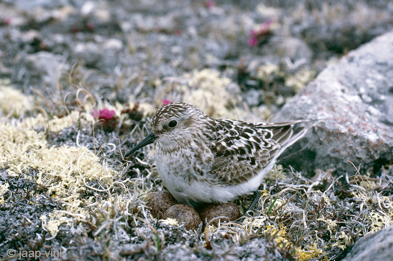 Bairds Sandpiper - Bairds Strandloper - Calidris bairdii