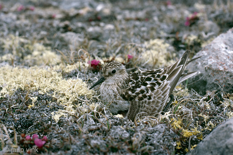 Bairds Sandpiper - Bairds Strandloper - Calidris bairdii