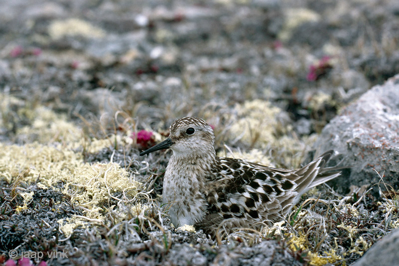 Bairds Sandpiper - Bairds Strandloper - Calidris bairdii