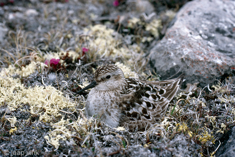 Bairds Sandpiper - Bairds Strandloper - Calidris bairdii