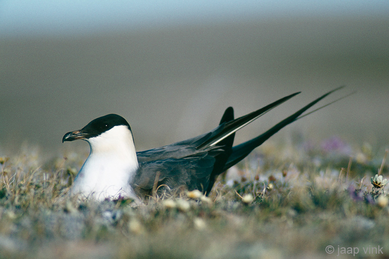 Long-tailed Skua - Kleinste Jager - Stercorarius longicaudus