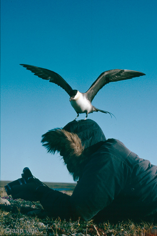 Long-tailed Skua - Kleinste Jager - Stercorarius longicaudus