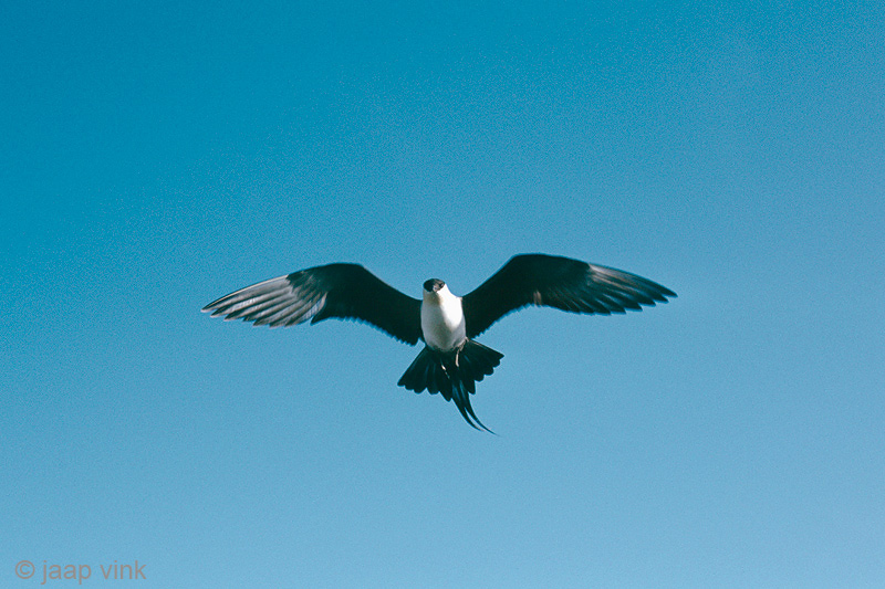 Long-tailed Skua - Kleinste Jager - Stercorarius longicaudus