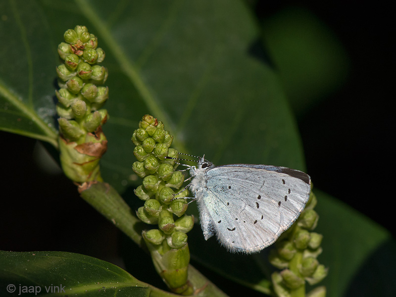Holly Blue - Boomblauwtje - Celastrina argiolus