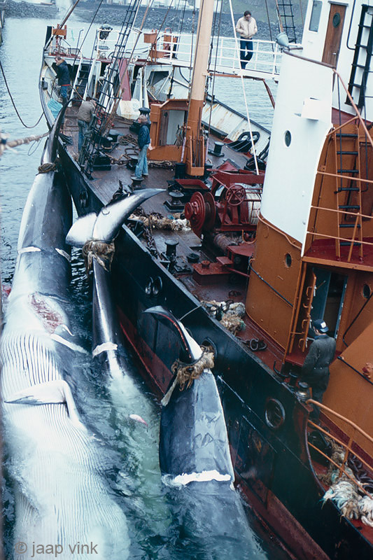 Whaling Vessel