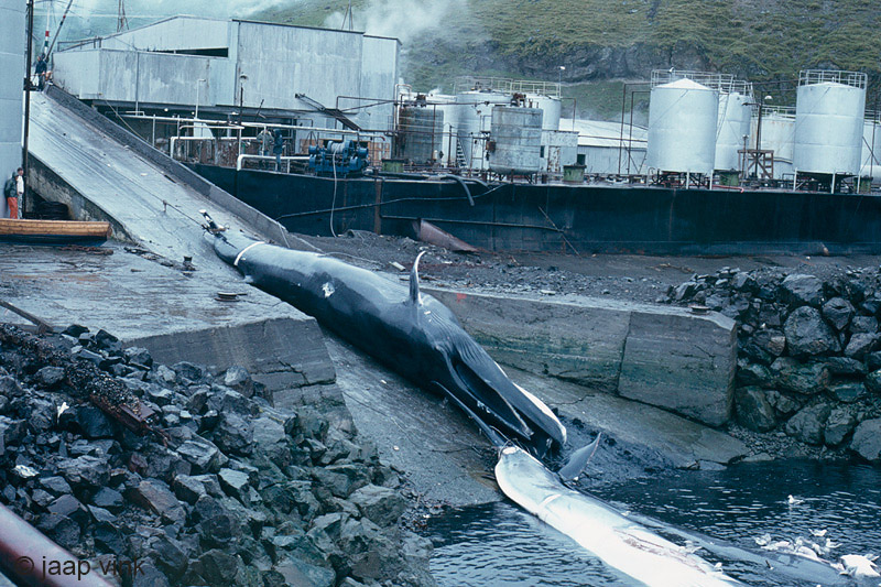 Whaling Station