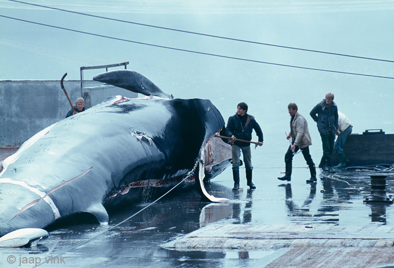 Whaling Station
