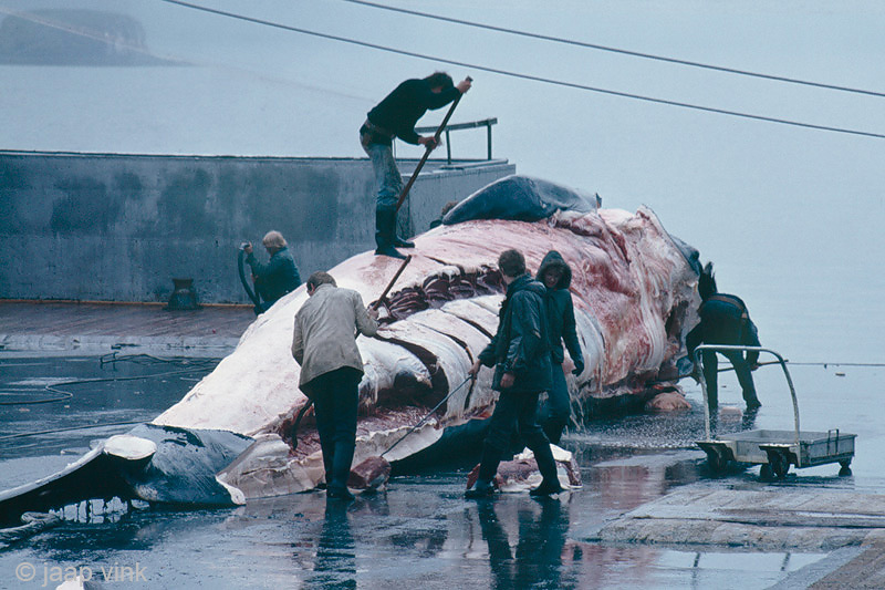 Whaling Station