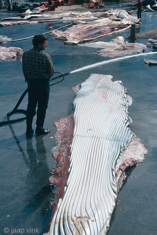 Whaling Station