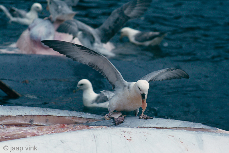 Northern Fulmar - Noordse Stormvogel - Fulmarus glacialis
