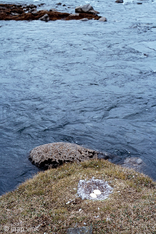 Nest of Pink-footed Goose - Nest van Kleine Rietgans