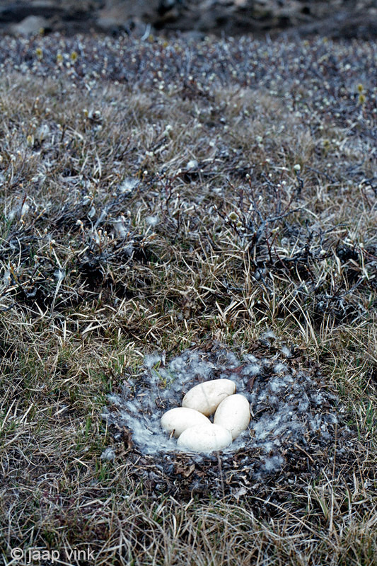 Nest of Pink-footed Goose - Nest van Kleine Rietgans