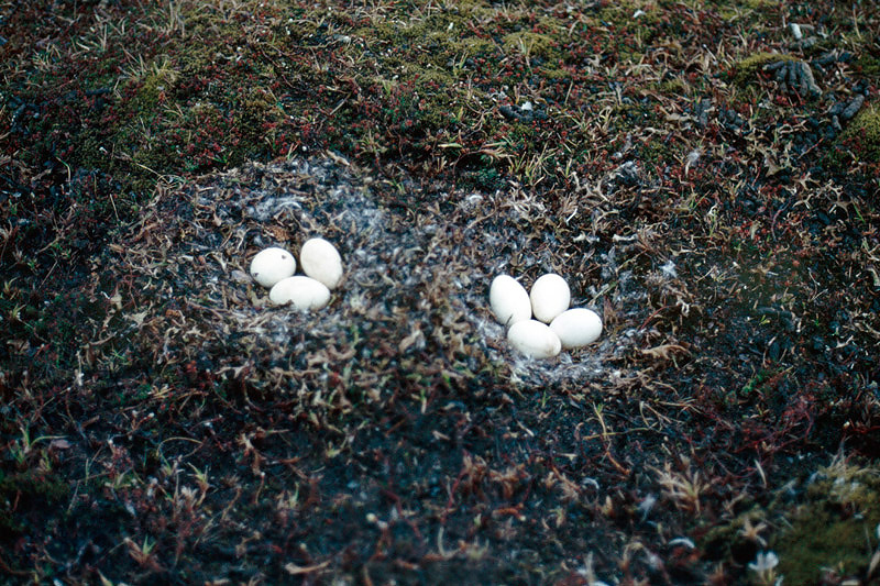 A case of bigamy of the Pink-footed Goose - Een geval van bigamie van de Kleine Rietgans